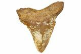Serrated, Juvenile Fossil Megalodon Tooth From Angola - Unusual Location #258589-1